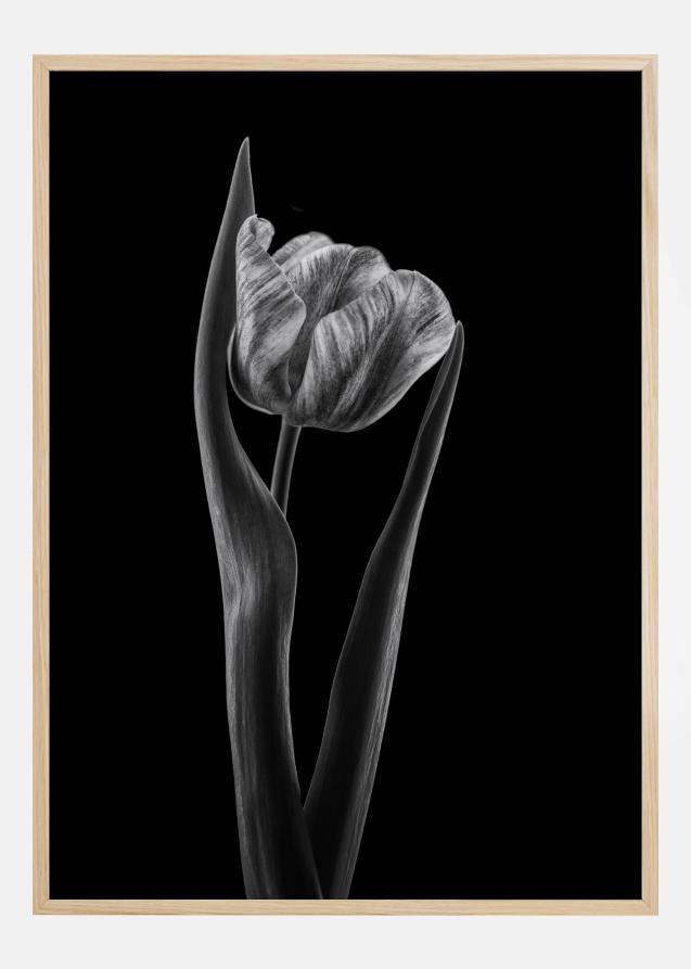 Rembrandt Tulip Poster