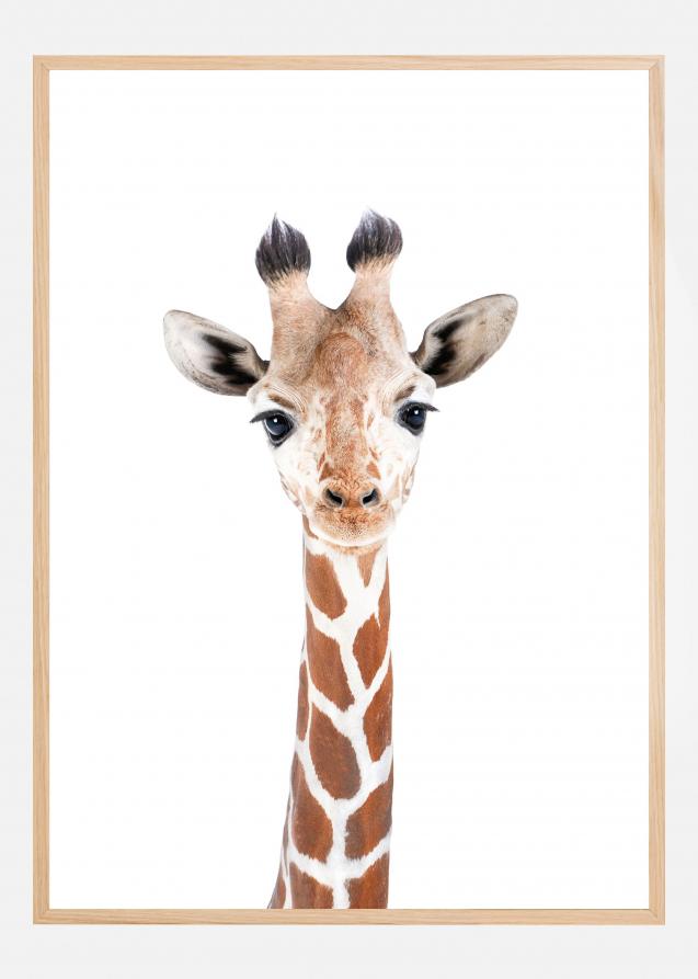 Baby Giraffe Poster