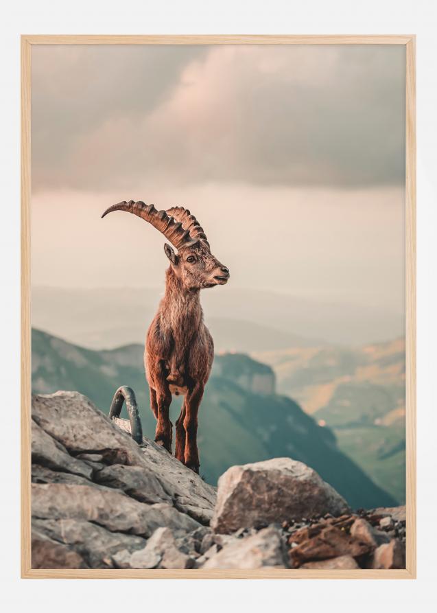 Mountain Goat Poster