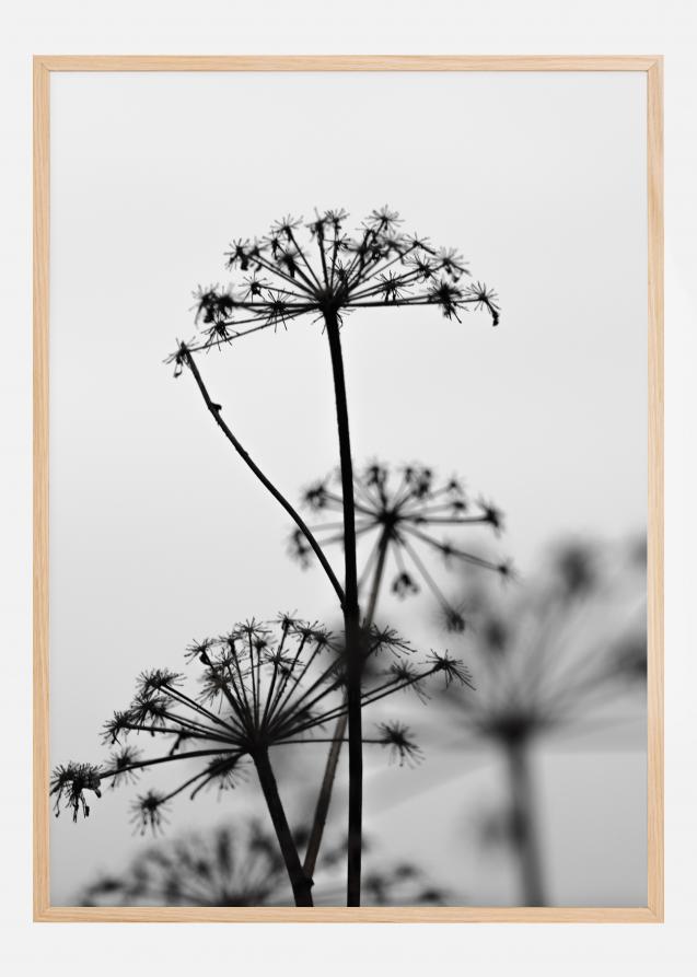Black And White Flowers Poster