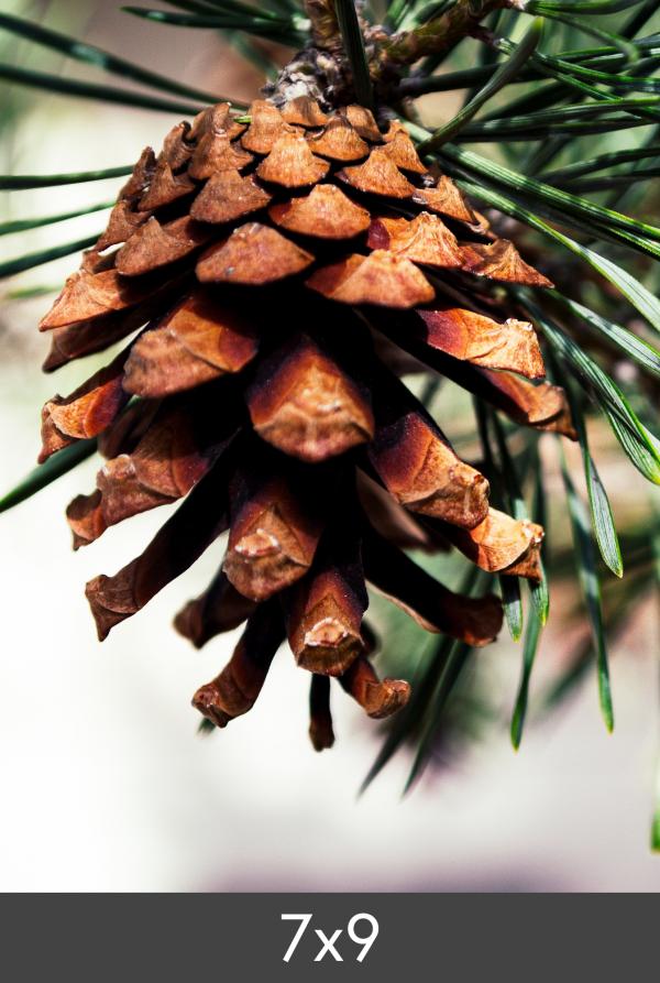 Agrandissement FineArt Bamboo 290 g