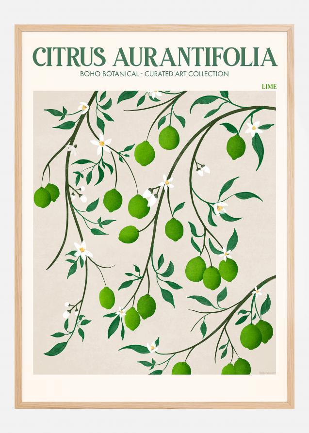 Boho Citrus Aurantifolia Poster