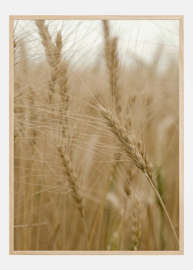 Wheat Field Poster