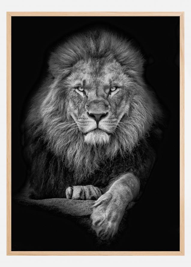 Focused lion Poster