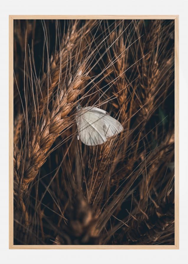 White Butterfly Poster