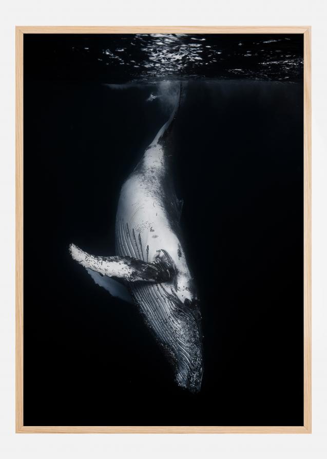 Black Whale Poster