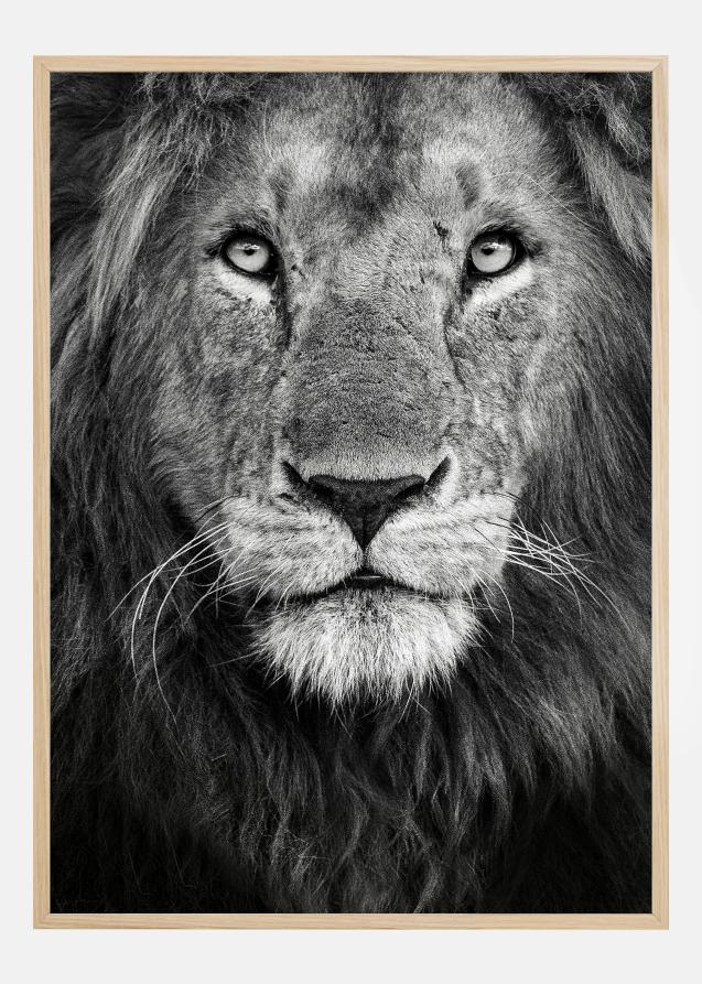 Royal Lion portrait Poster