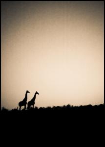Giraffes Poster