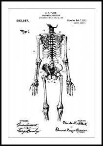 Dessin de brevet - Squelette anatomique I - Poster
