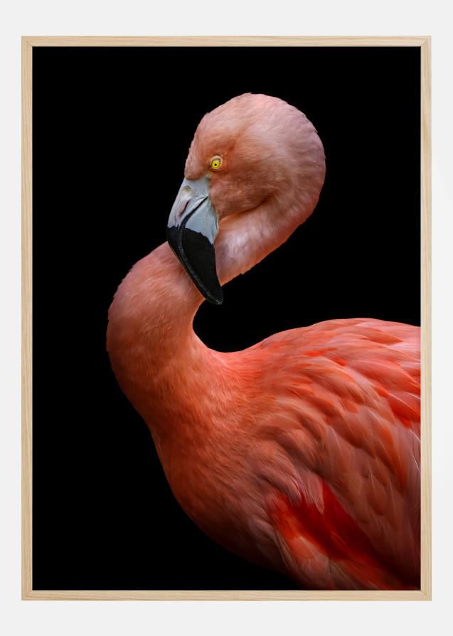 Flamingo at night Poster