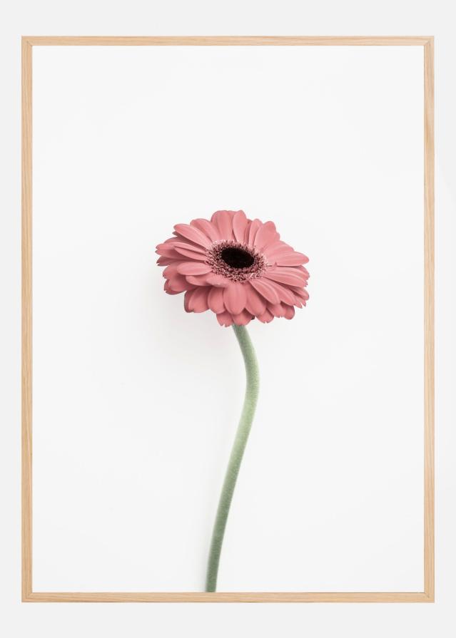 Pink Gerbera Poster