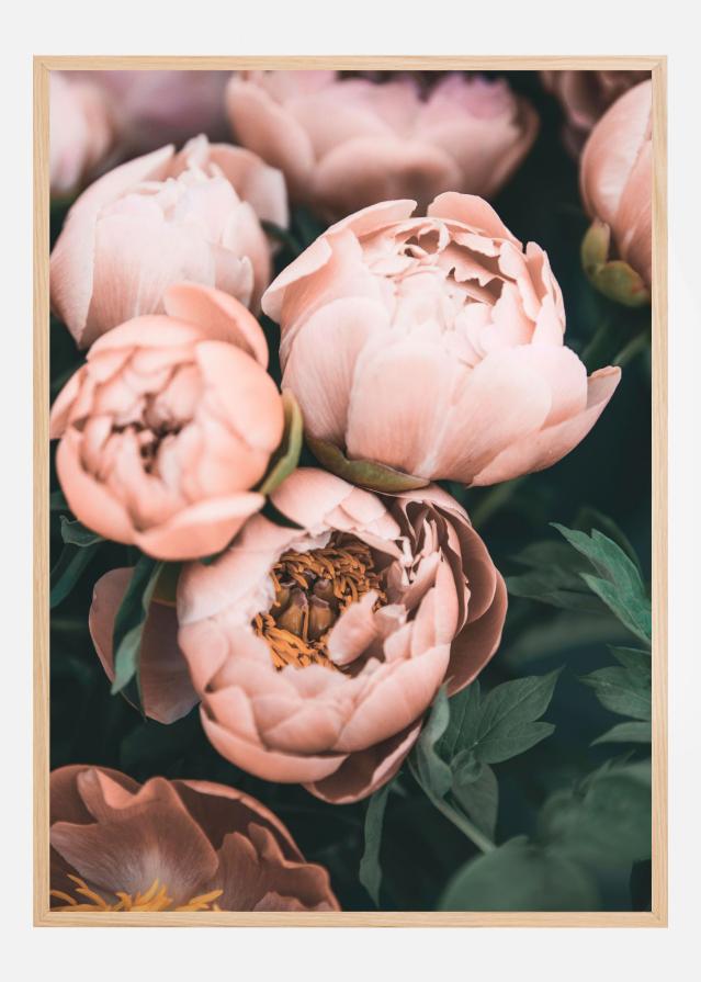 Coral Peonies Poster