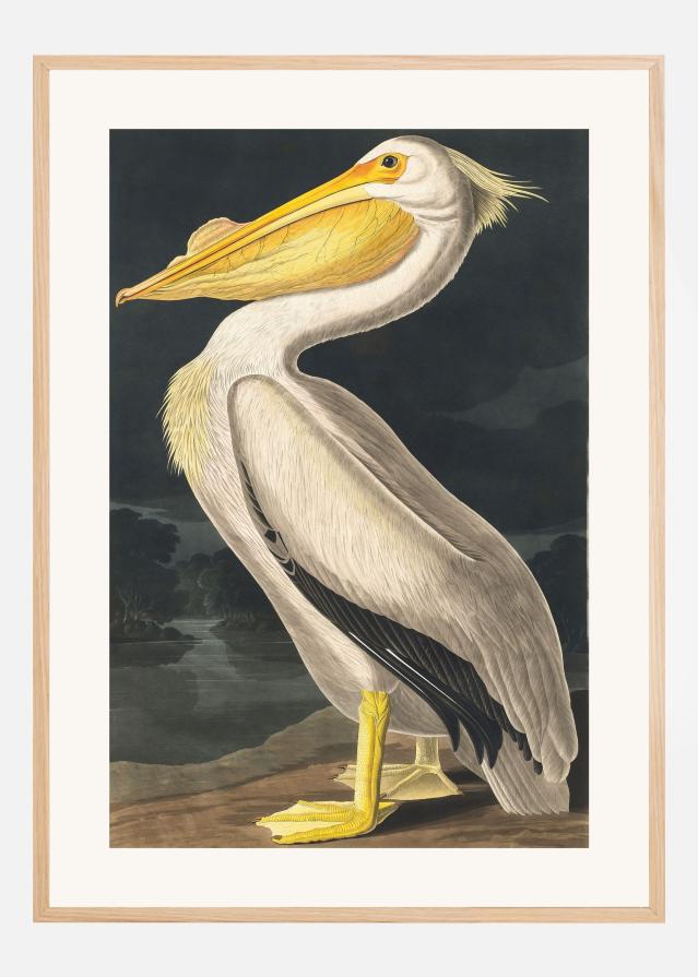 American White Pelican From Birds of America (1827) Poster