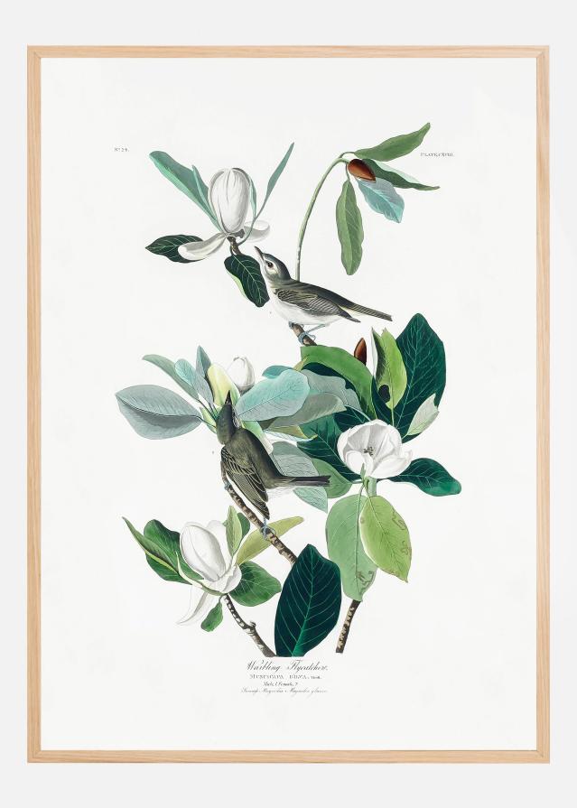 Warbling Flycatcher From Birds of America (1827) Poster
