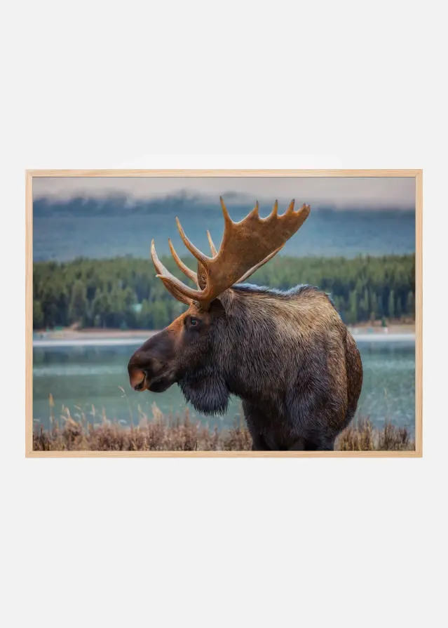 Moose Poster