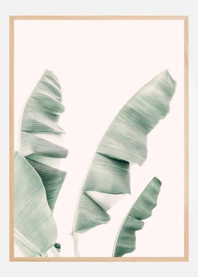 Blush Banana Leaves Poster