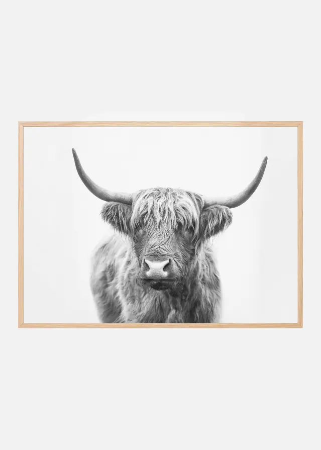 Highland Bull Poster