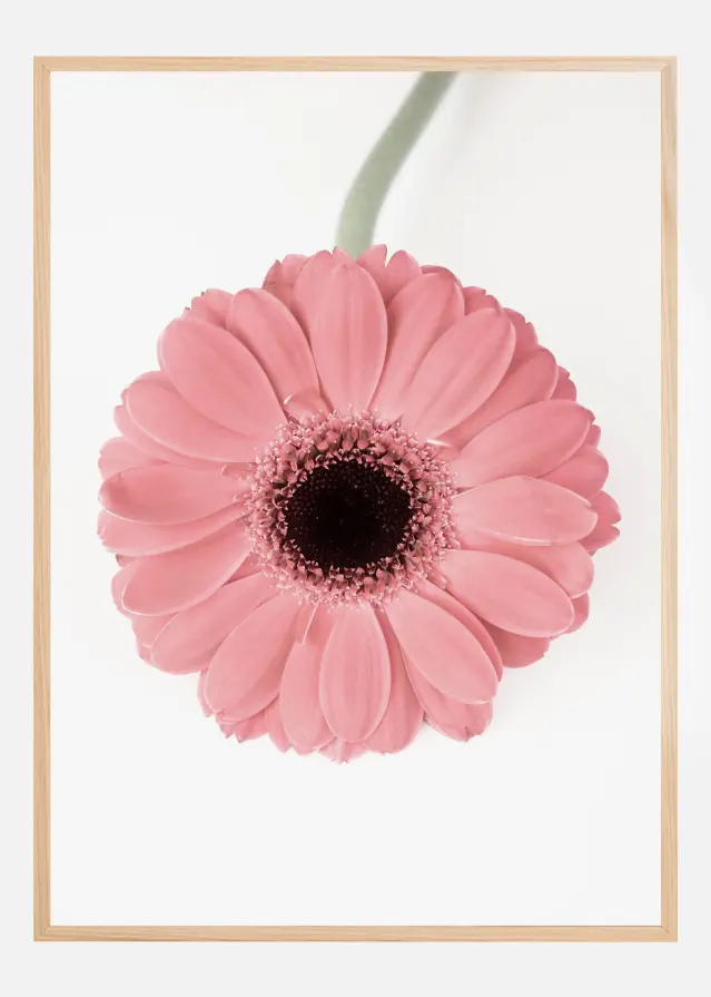 Pink Gerbera II Poster