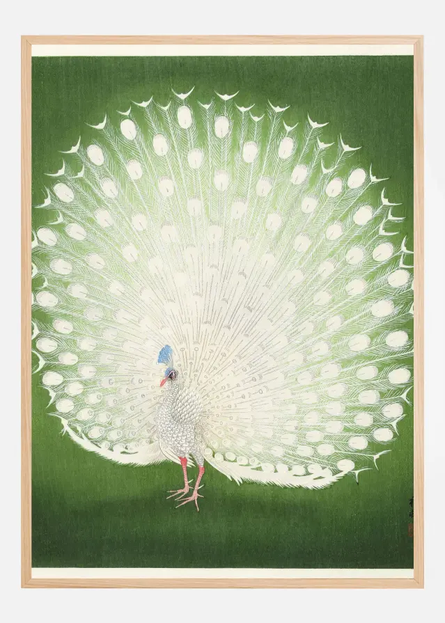 Peacock Poster