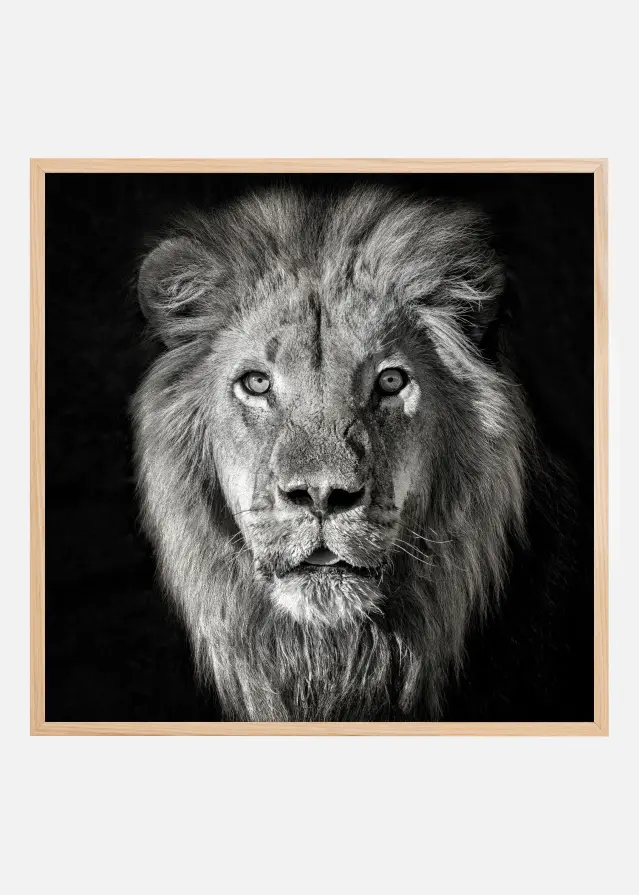 Lion Portrait- Panthera Leo Poster