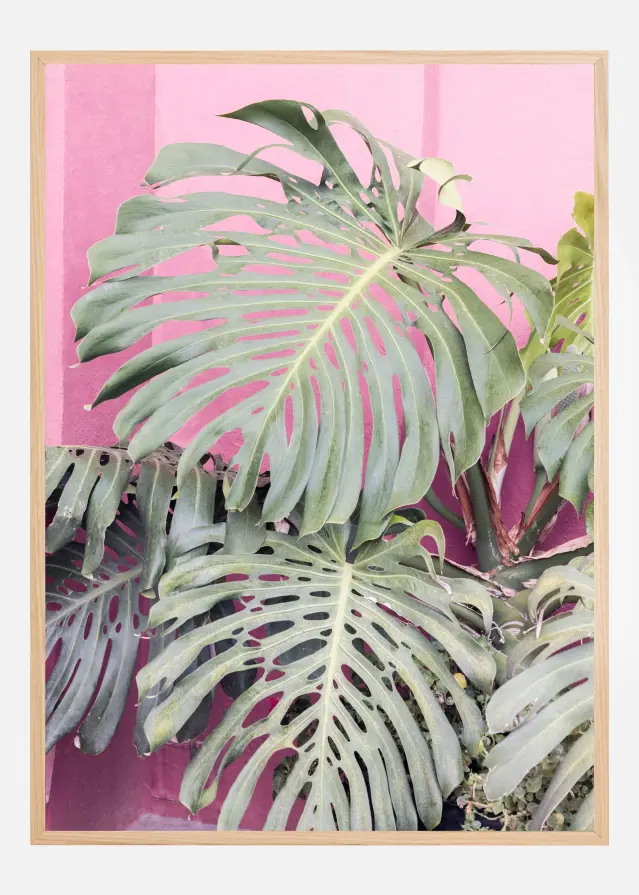 Monstera leaf La Muralla Poster