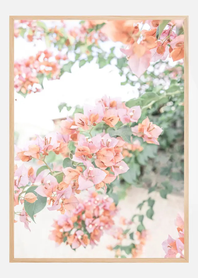 Peach Bougainvillea Poster