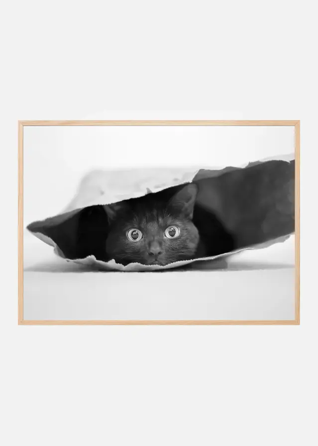 Cat in a bag Poster