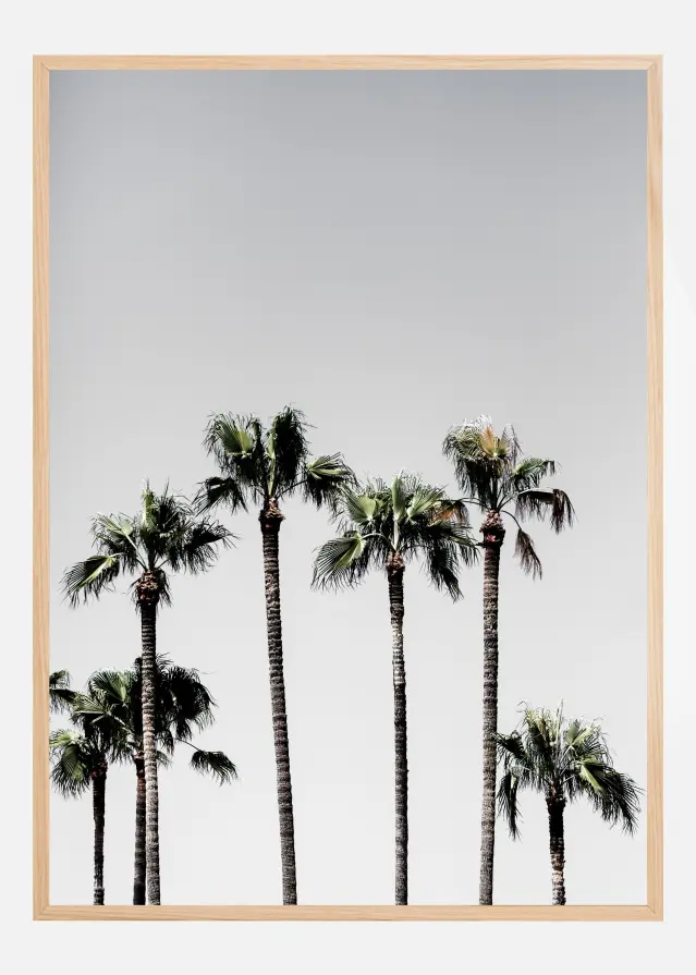 Palm Trees Poster