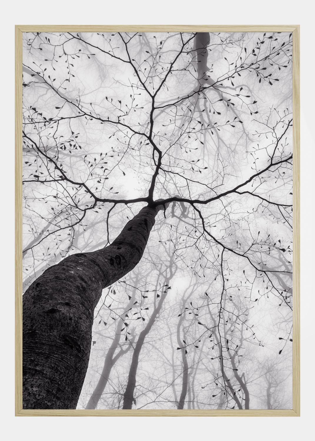Product Image for A view of the tree crown Poster (21x29,7 cm (A4))