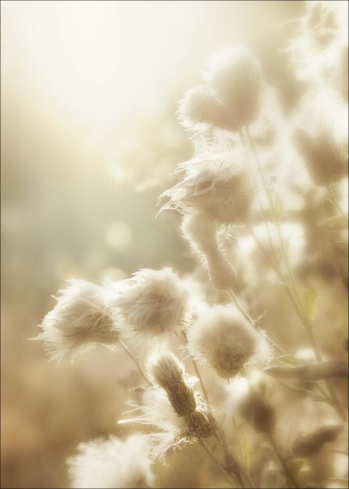 Fluffy flowers Poster