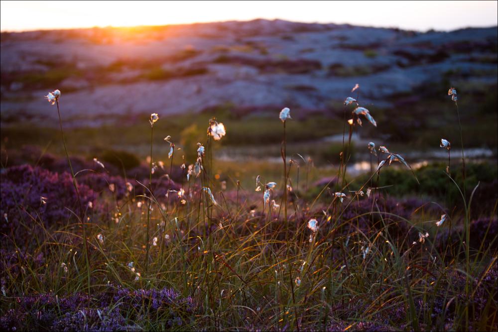 Summer evening on the rocks Poster