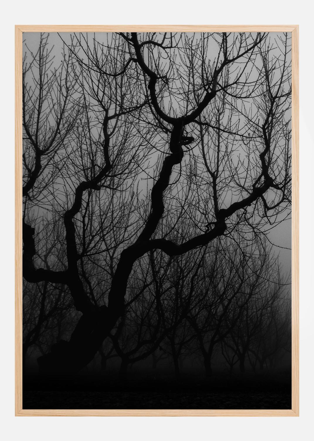 Product Image for Dark trees Poster (21x29,7 cm (A4))