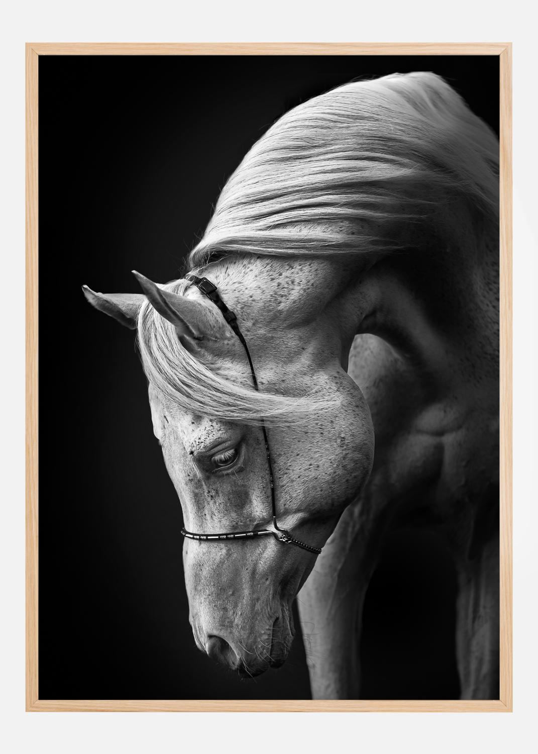 Product Image for White Stallion Poster (50x70 cm)