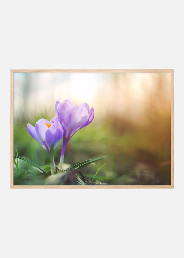 Crocus violet Poster