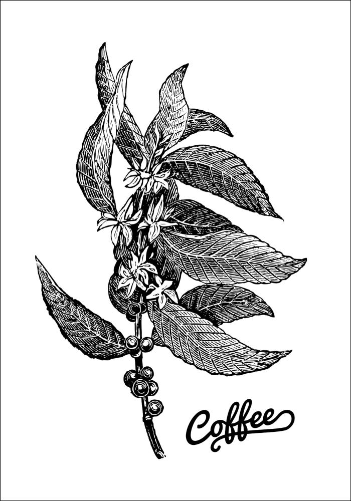 Coffee Botanical Poster