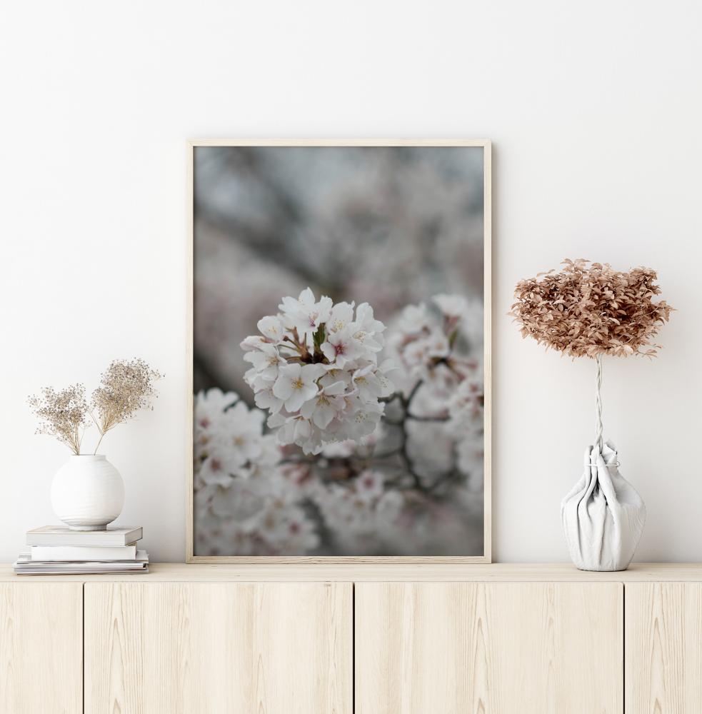 Cherryblossom Poster