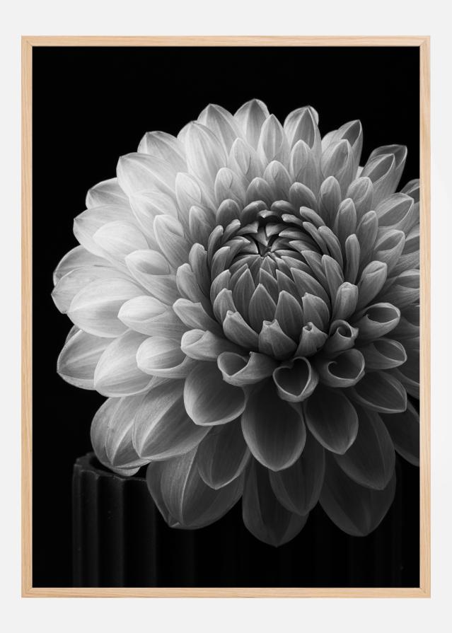 Dahlia Poster