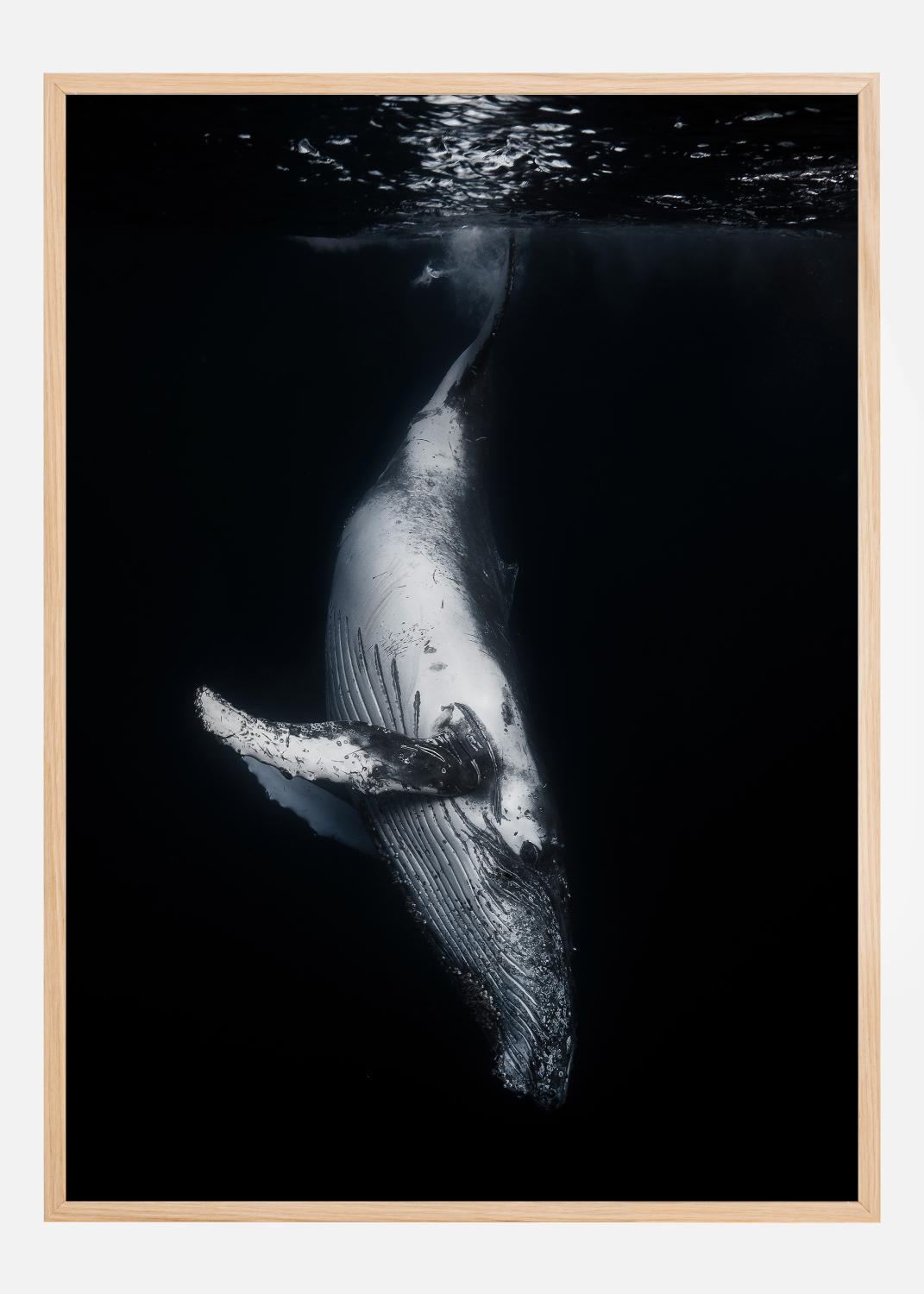 Product Image for Black Whale Poster (30x40 cm)