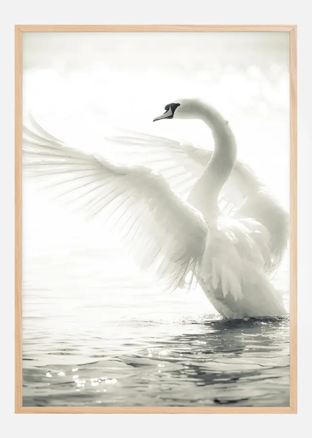 Swan Poster