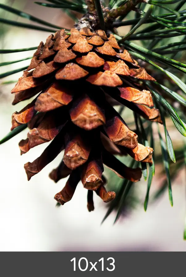 Agrandissement FineArt Bamboo 290 g