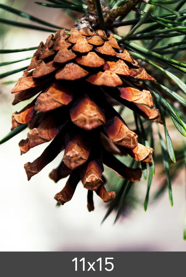 Agrandissement FineArt Bamboo 290 g