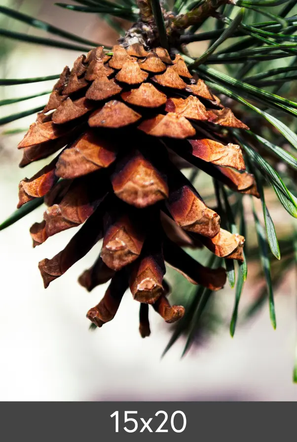 Agrandissement FineArt Bamboo 290 g