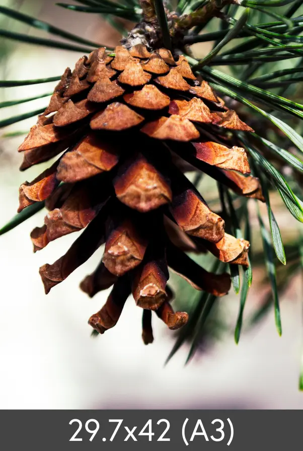 Agrandissement FineArt Bamboo 290 g