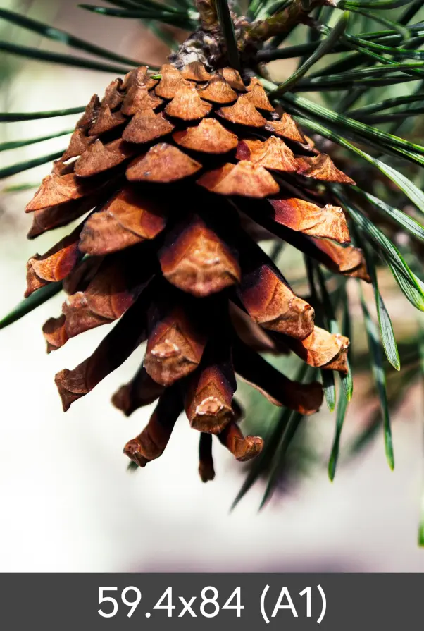 Agrandissement FineArt Bamboo 290 g