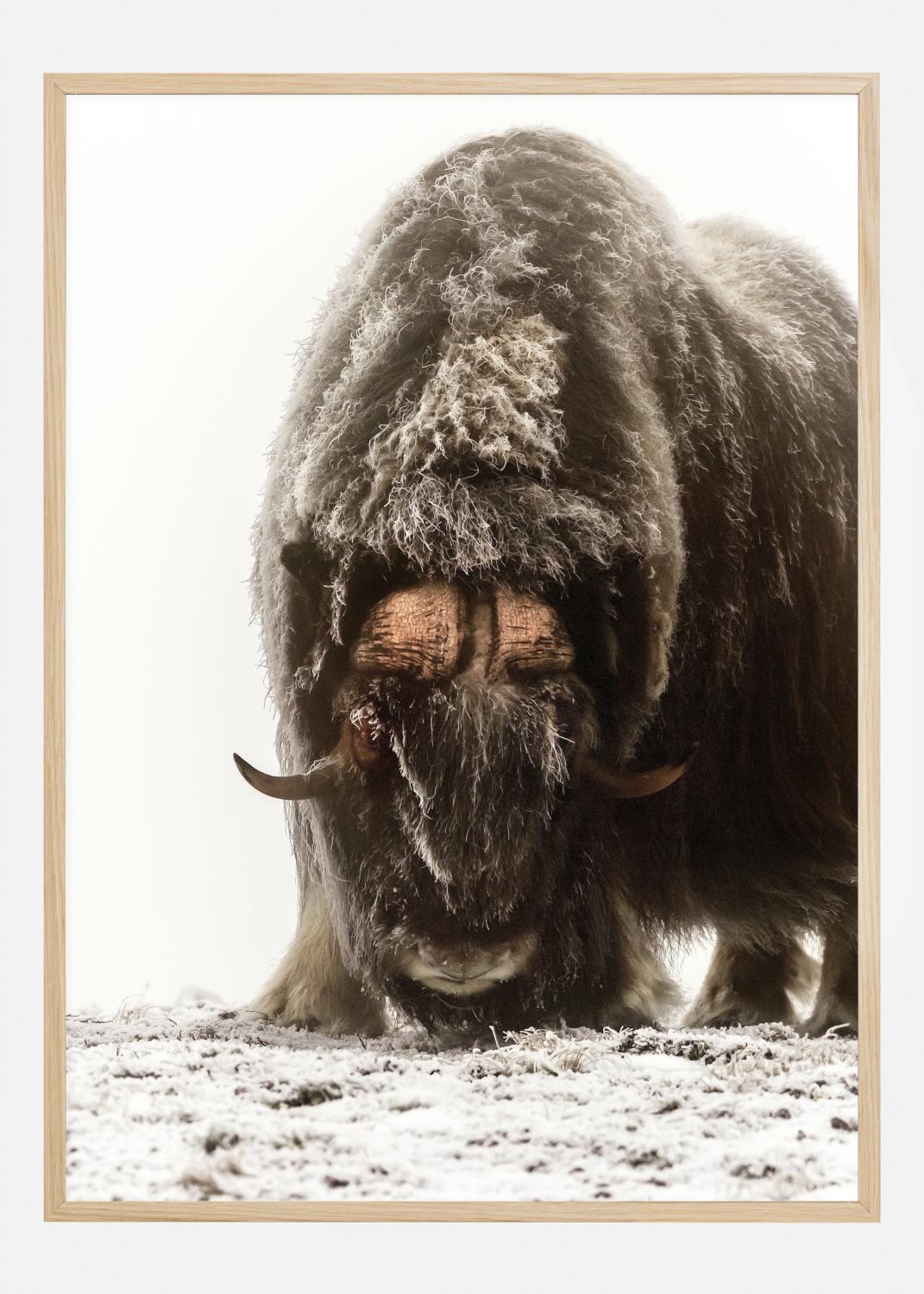 Product Image for Between the fog and frost Poster (21x29,7 cm (A4))