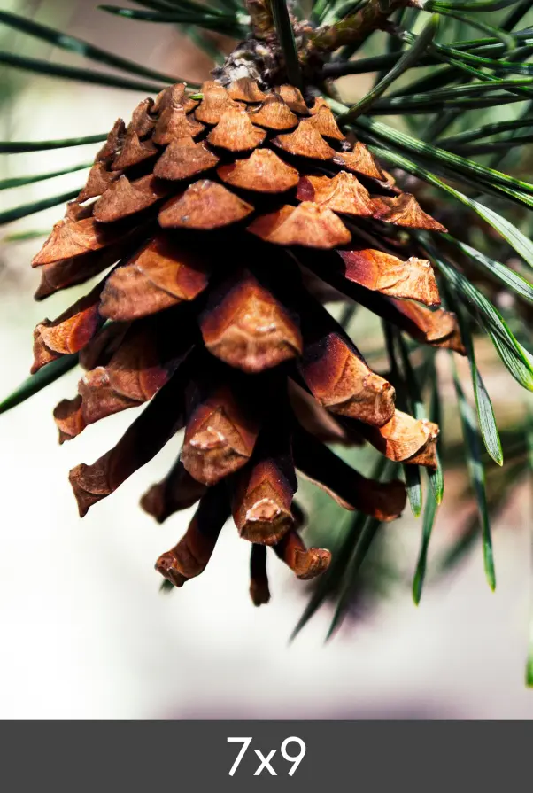 Agrandissement FineArt Bamboo 290 g