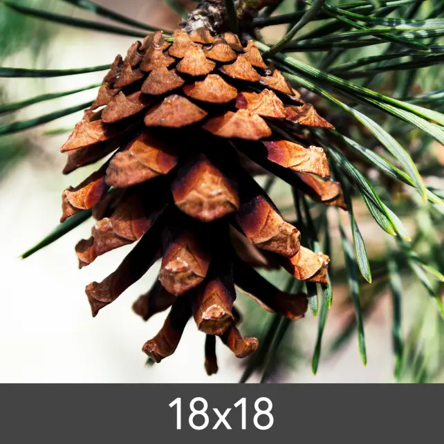 Agrandissement FineArt Bamboo 290 g