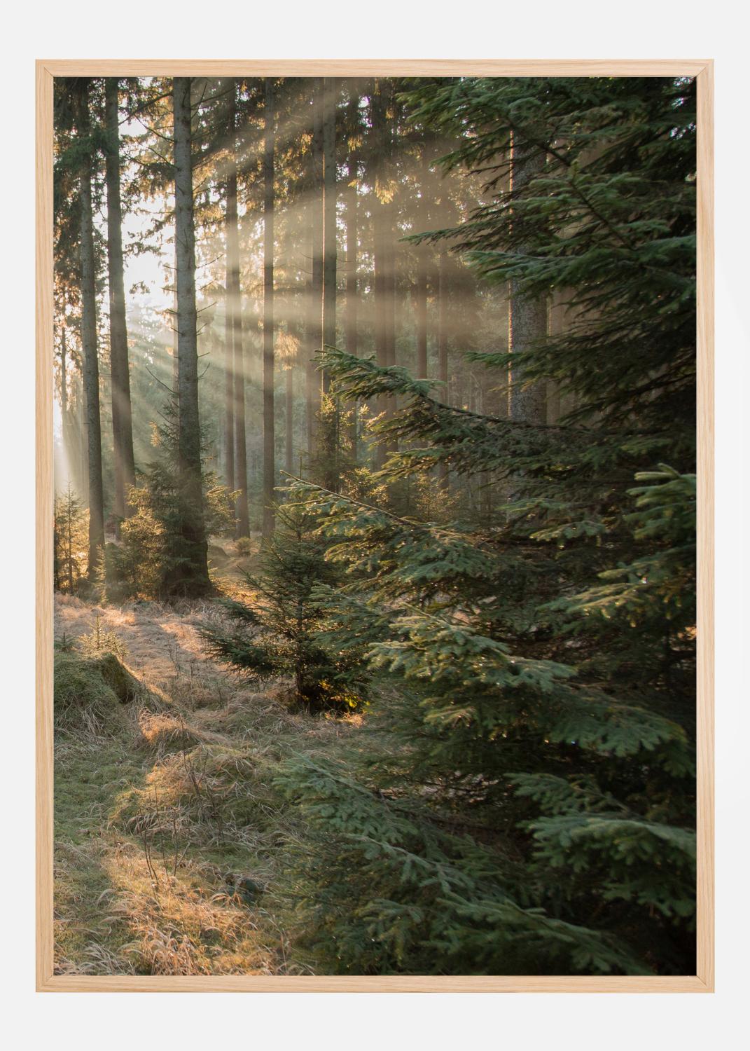 Product Image for Rays part 2 Poster (21x29,7 cm (A4))