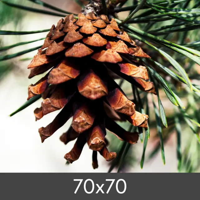 Agrandissement FineArt Bamboo 290 g