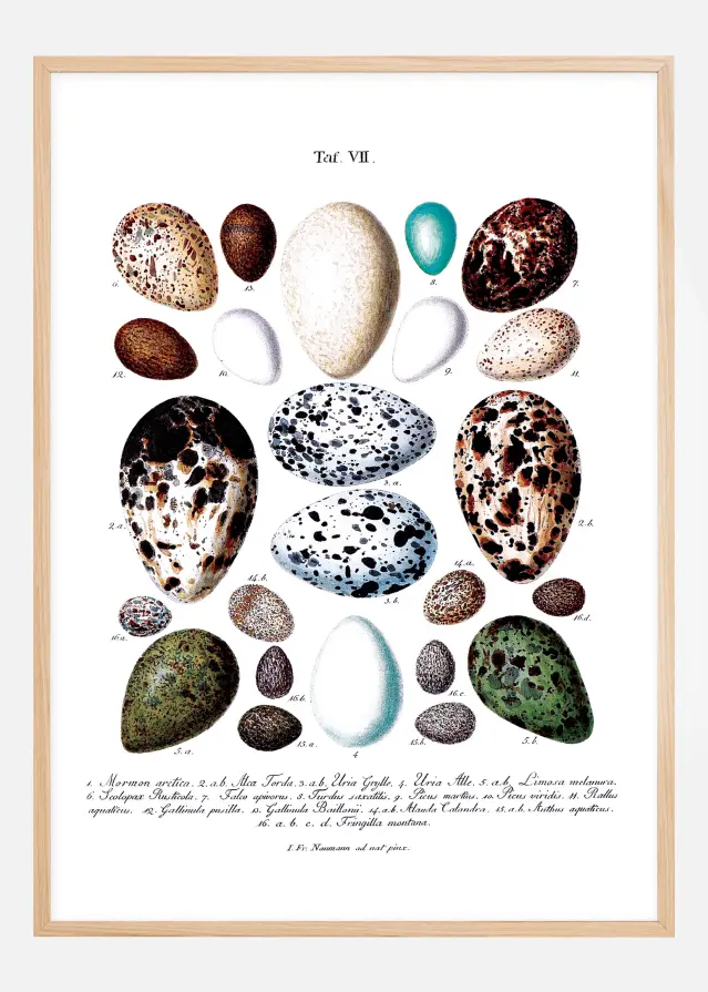 Planche avec œufs d'oiseaux Poster